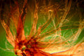 dandelion pappus filament1980s 1990s A4 Photo Print