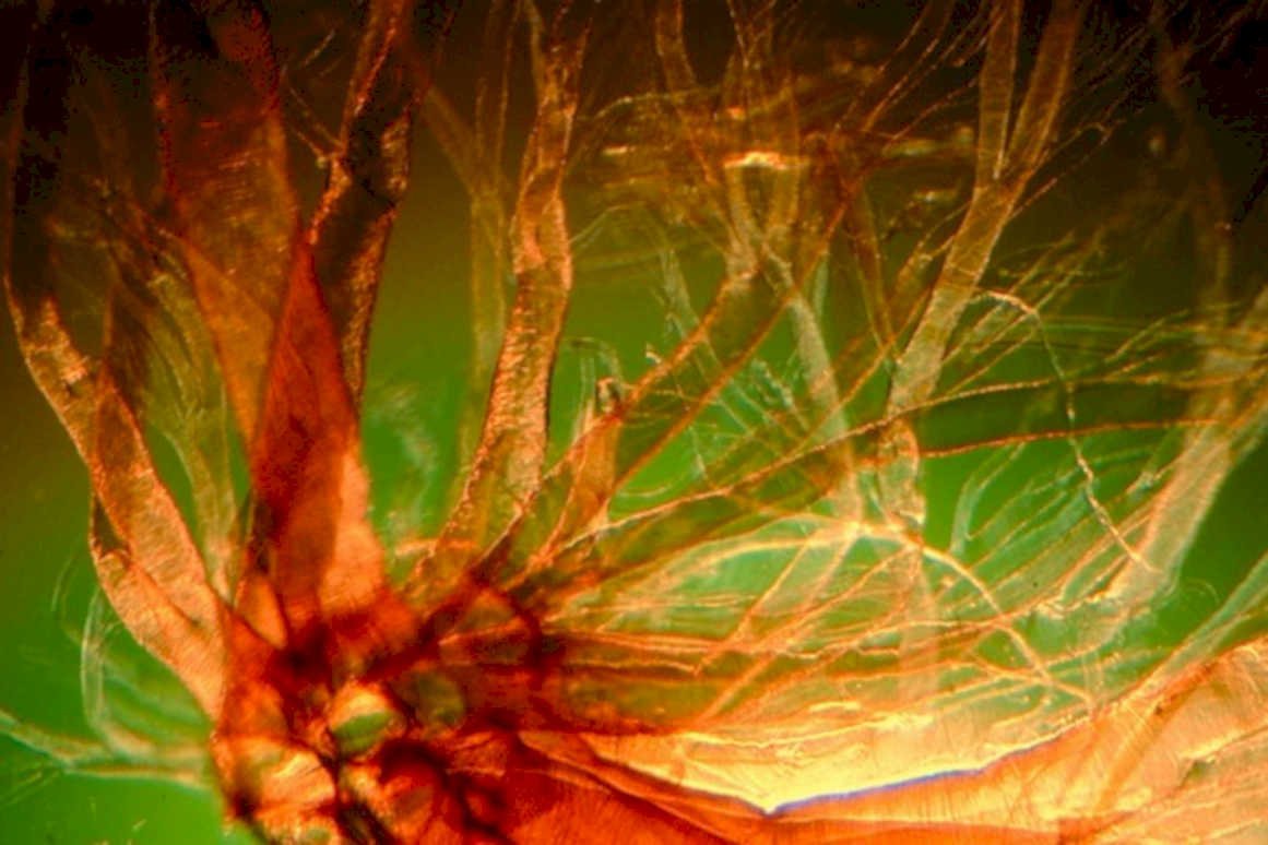 dandelion pappus filament1980s 1990s A4 Photo Print