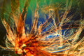 dandelion pappus filaments1980s 1990s A4 Photo Print