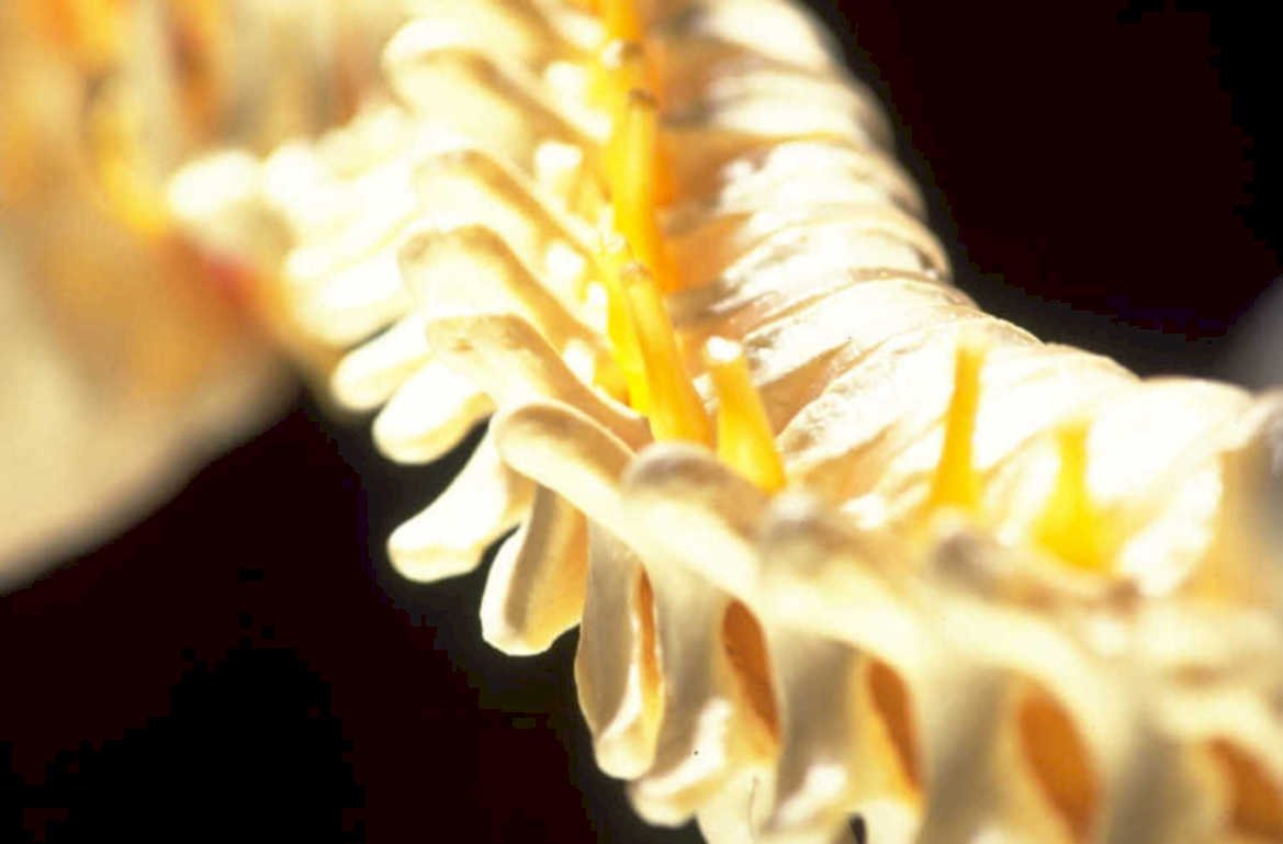dandelion pecten pappus 1980s 1990s A4 Photo Print