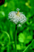dandelion pecten seed1980s 1990s A4 Photo Print