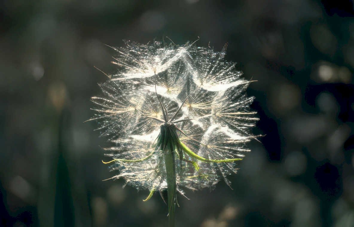 dandelion seed head 1 Vintage A4 Photo Print