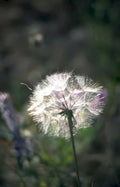 dandelion seed head 2 Vintage A4 Photo Print
