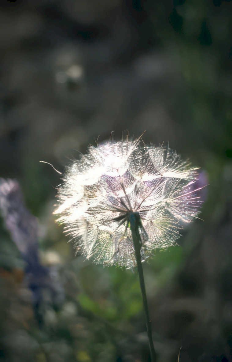 dandelion seed head 2 Vintage A4 Photo Print