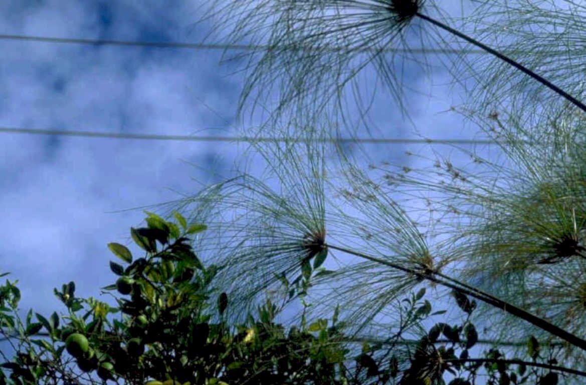 dandelion seed heads 1980s 1990s A4 Photo Print