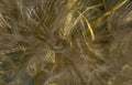 dandelion seed heads Vintage A4 Photo Print