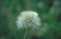 dandelion seedhead field Vintage A4 Photo Print