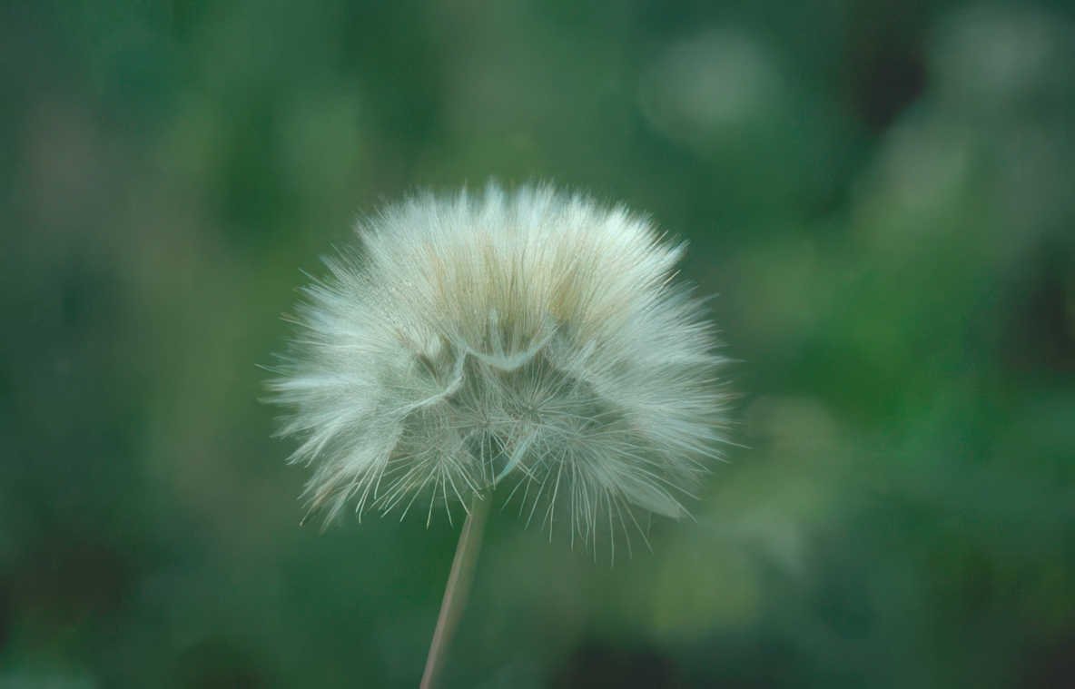 dandelion seedhead field Vintage A4 Photo Print
