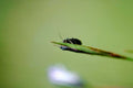 dark beetle grass1980s 1990s A4 Photo Print