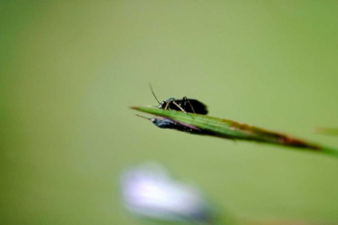 dark beetle grass1980s 1990s A4 Photo Print
