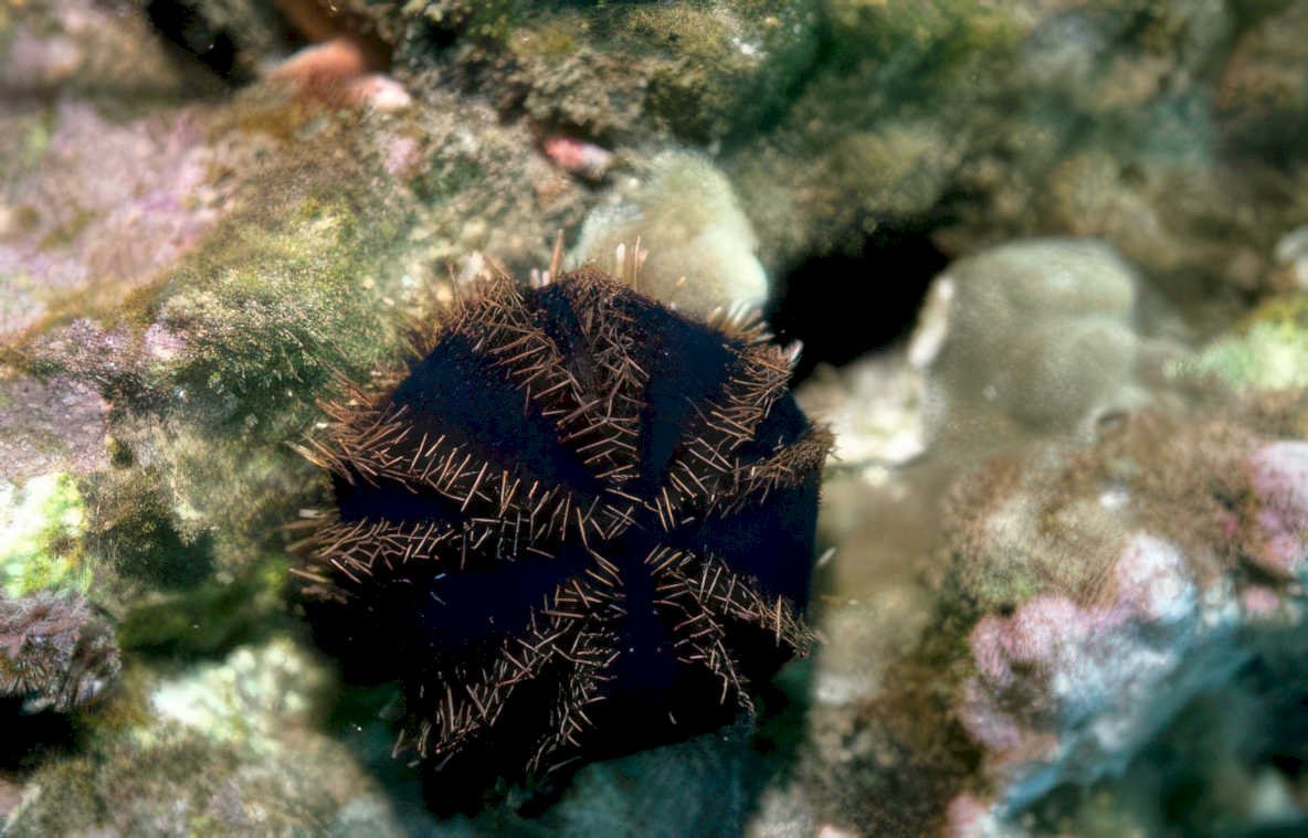 dark blue starfish Vintage A4 Photo Print