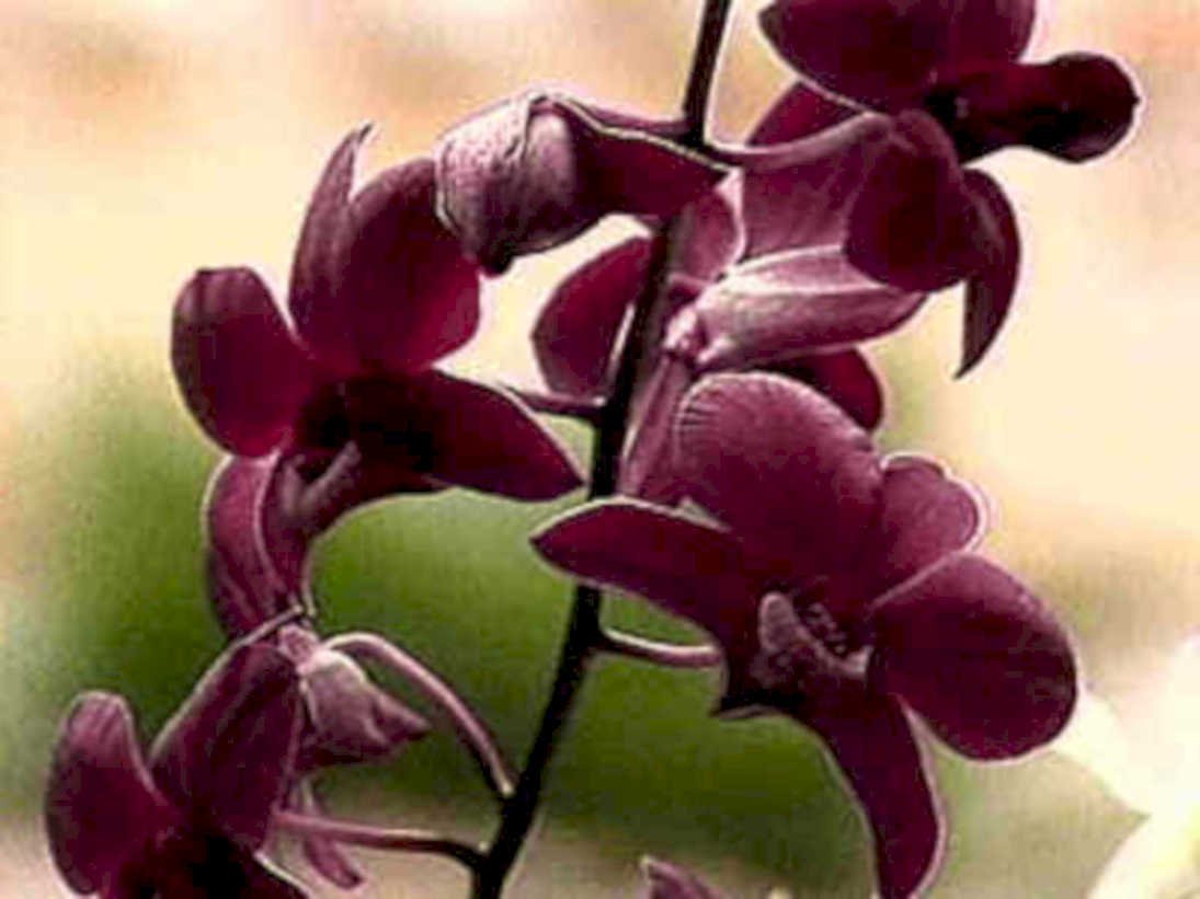 dark burgundy orchids1980s 1990s A4 Photo Print