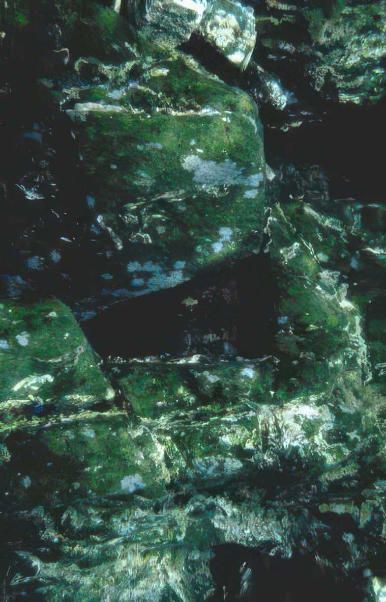 dark cave algae Vintage A4 Photo Print