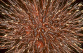 dark chocolate truffle Vintage A4 Photo Print