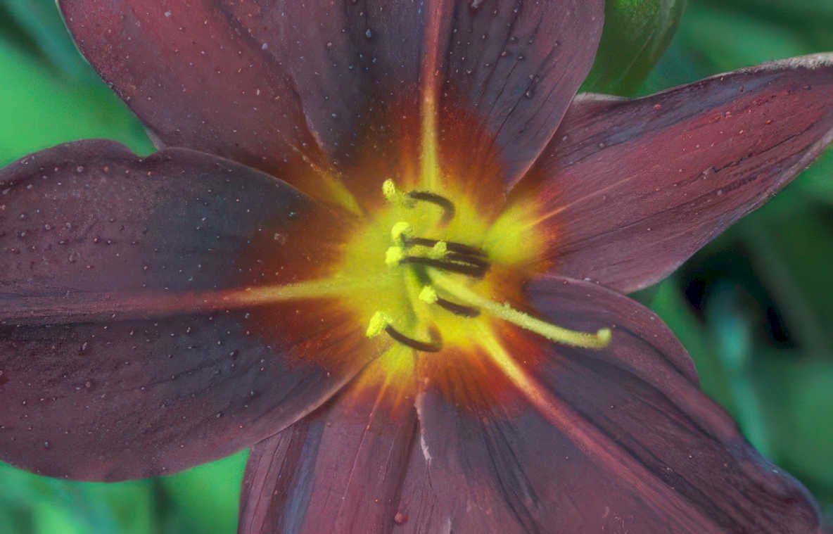 dark daylily waterdrops Vintage A4 Photo Print