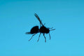 dark fly cyan1980s 1990s A4 Photo Print