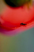 dark fly red1980s 1990s A4 Photo Print