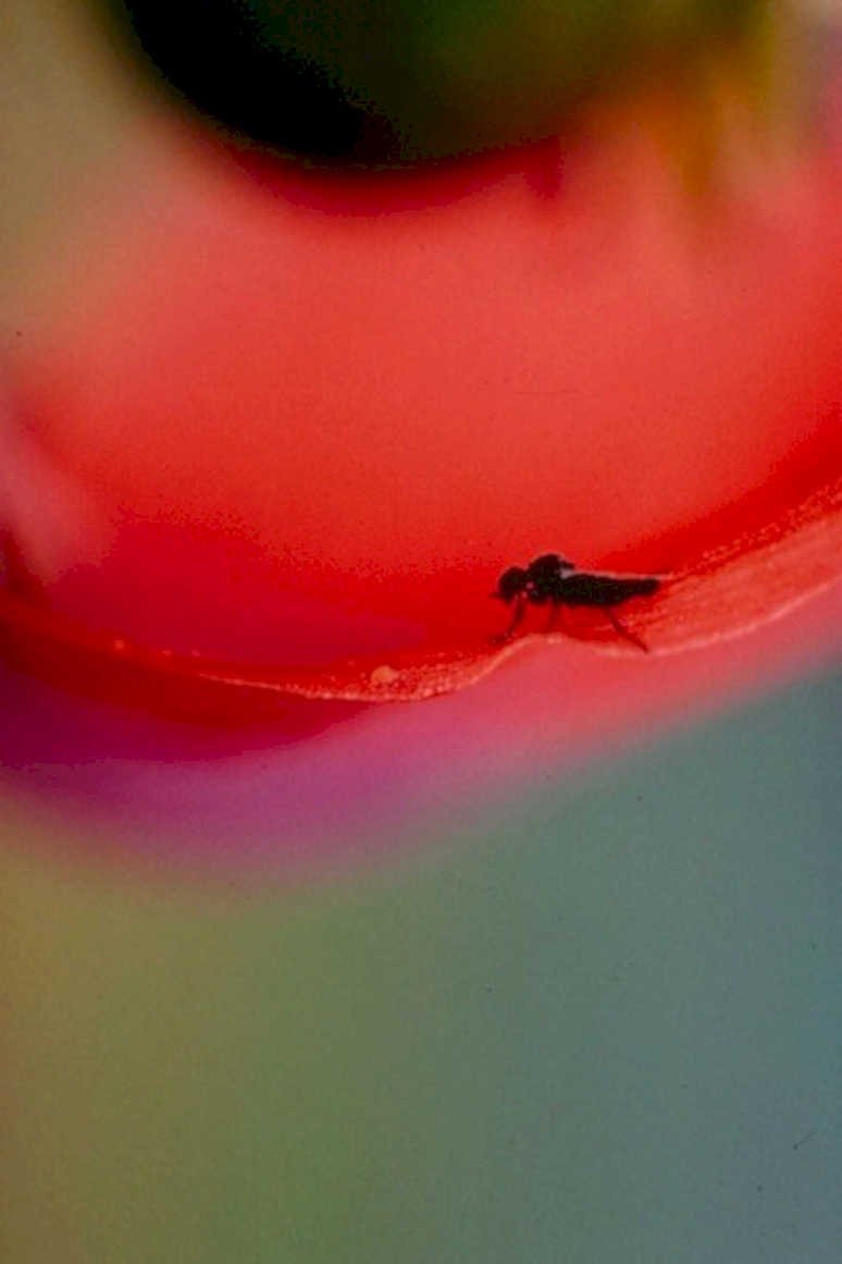dark fly red1980s 1990s A4 Photo Print