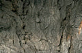 dark gray bark Vintage A4 Photo Print