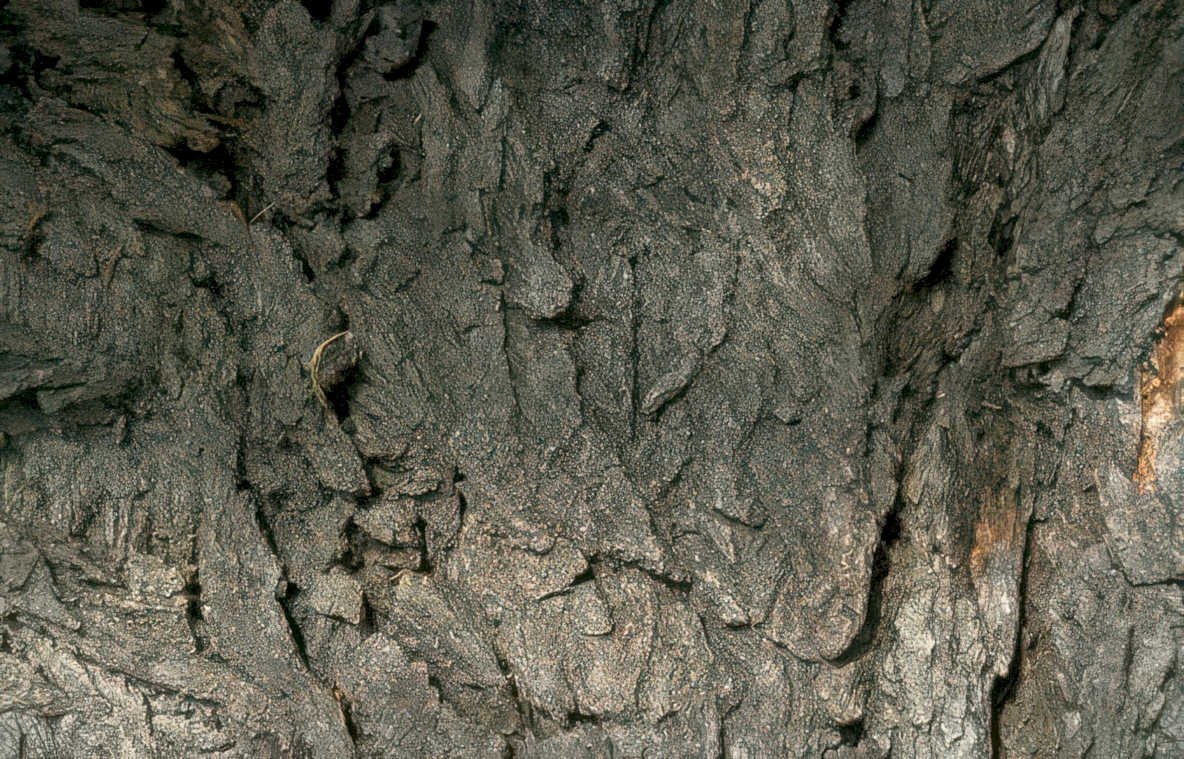 dark gray bark Vintage A4 Photo Print