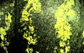 dark green camouflage