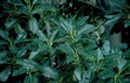 dark green rhododendron Vintage A4 Photo Print