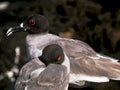 dark hooded gull1980s 1990s A4 Photo Print