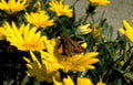 dark moth daisy Vintage A4 Photo Print