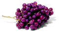 dark purple grapes1980s 1990s A4 Photo Print