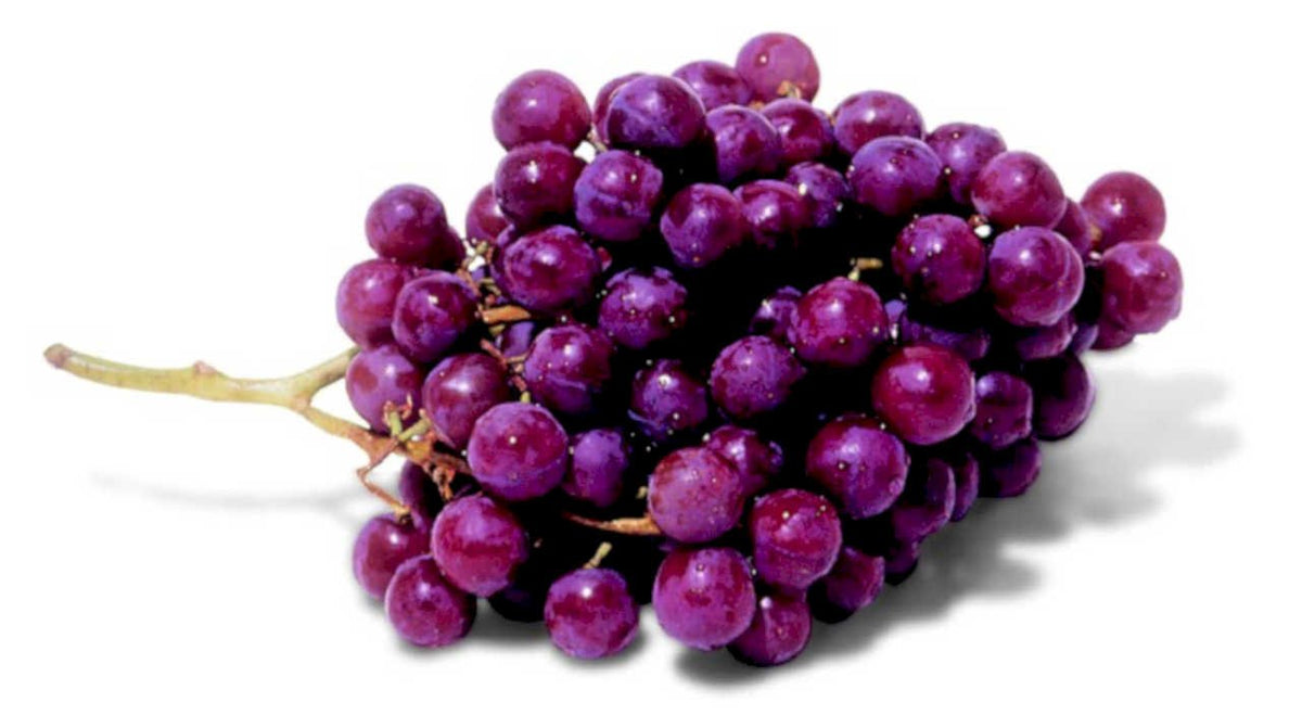 dark purple grapes1980s 1990s A4 Photo Print