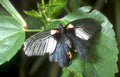 dark winged butterfly Vintage A4 Photo Print