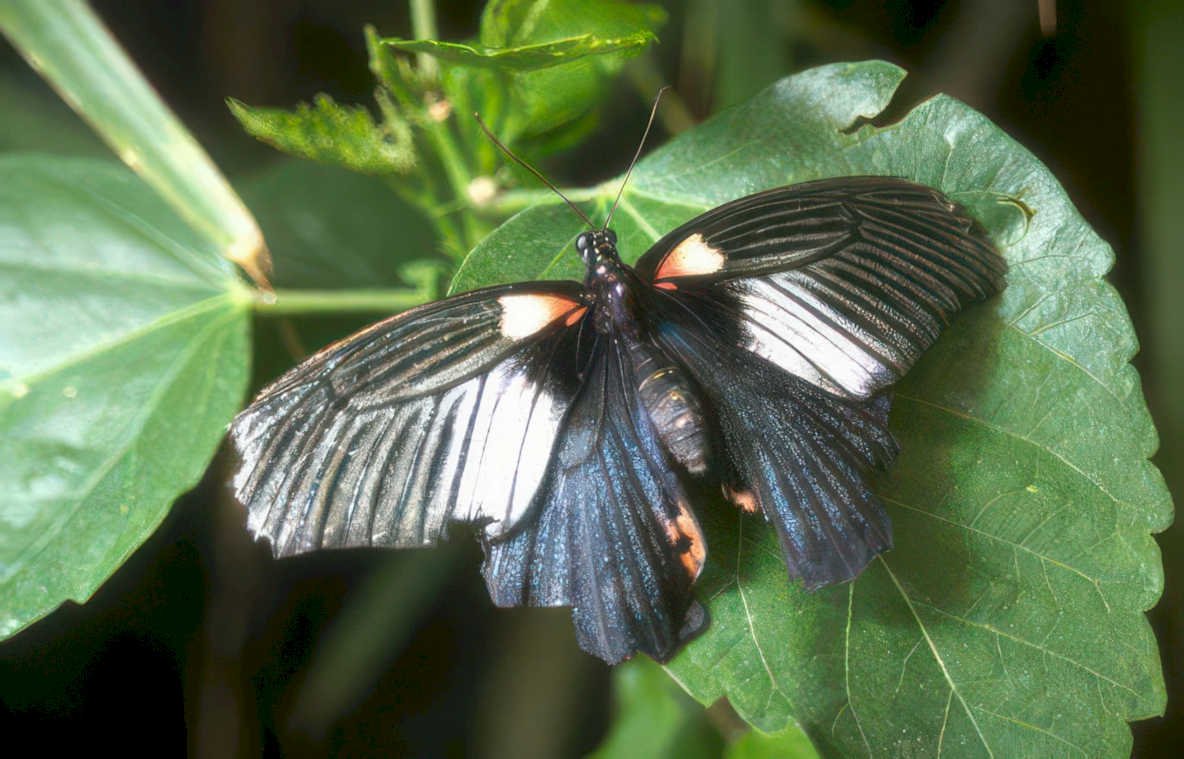 dark winged butterfly Vintage A4 Photo Print