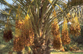 date palm dates 1980s 1990s A4 Photo Print