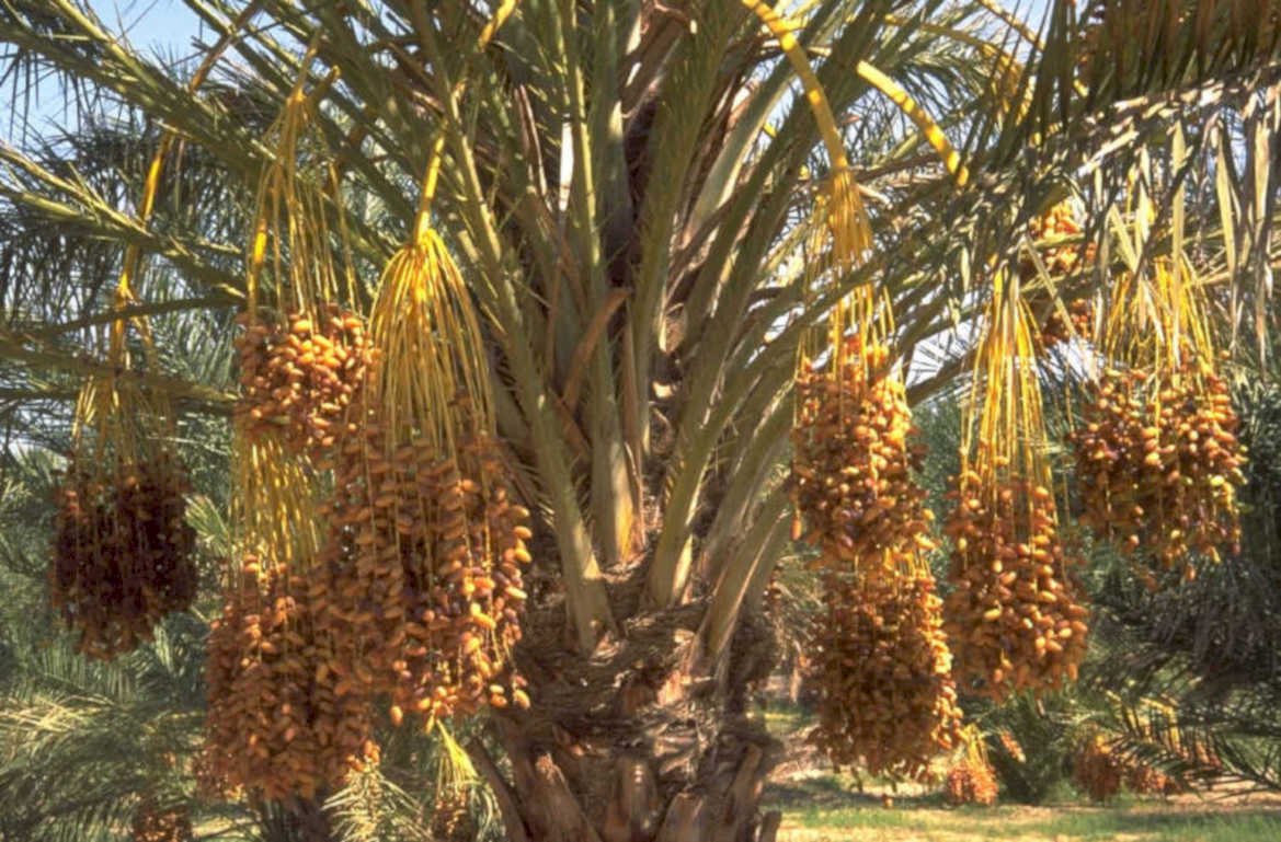 date palm dates 1980s 1990s A4 Photo Print