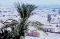 date palm iraq1980s 1990s A4 Photo Print