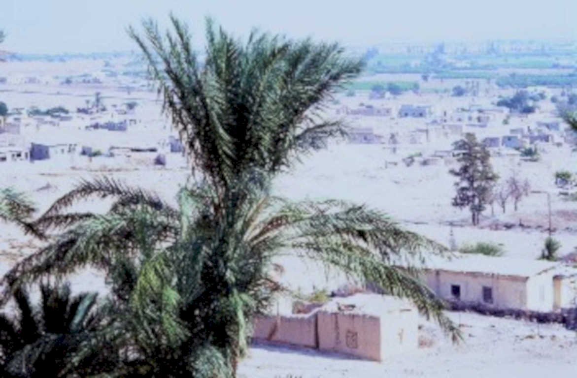 date palm iraq1980s 1990s A4 Photo Print