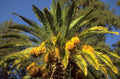 date palm tree 1980s 1990s A4 Photo Print 42