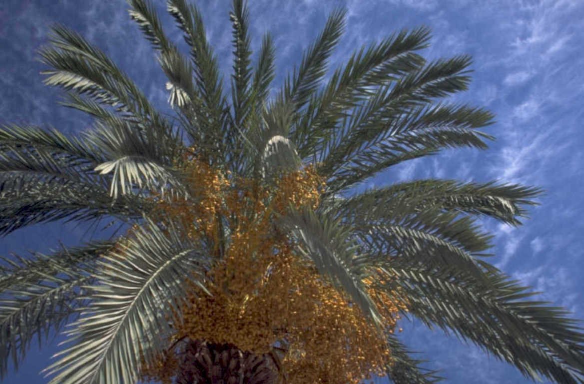 date palm tree 1980s 1990s A4 Photo Print