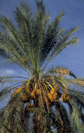 date palms harvest 1980s 1990s A4 Photo Print 42