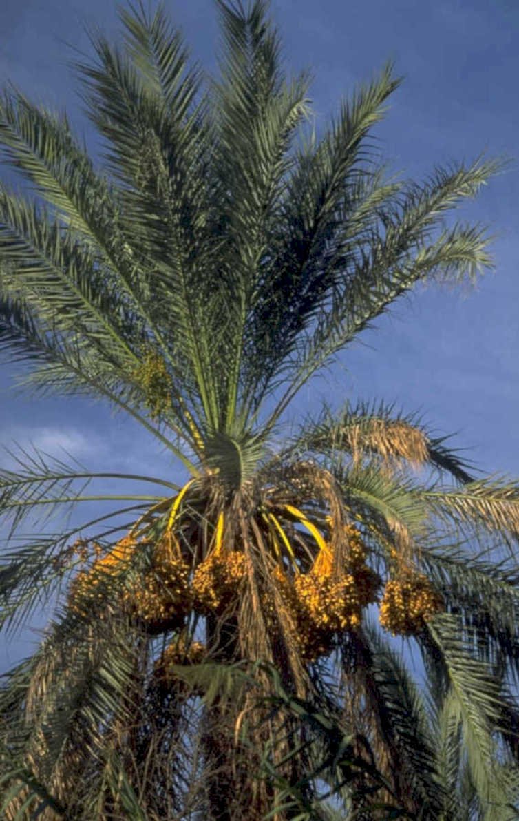 date palms harvest 1980s 1990s A4 Photo Print 42
