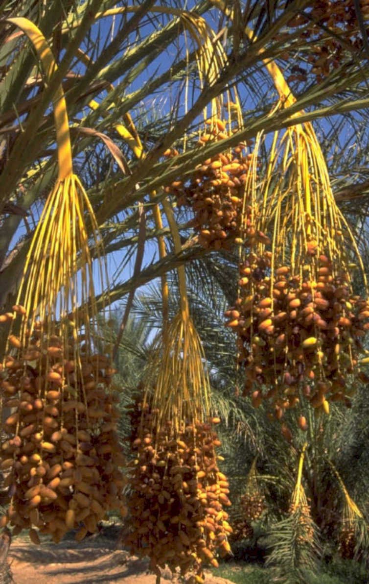 date palms harvest 1980s 1990s A4 Photo Print
