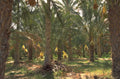 date palms orchard 1980s 1990s A4 Photo Print