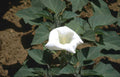 datura flower bloom Vintage A4 Photo Print