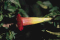 datura flower red1980s 1990s A4 Photo Print