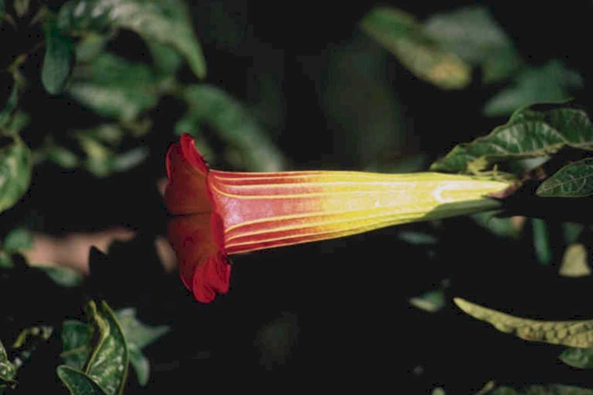datura flower red1980s 1990s A4 Photo Print