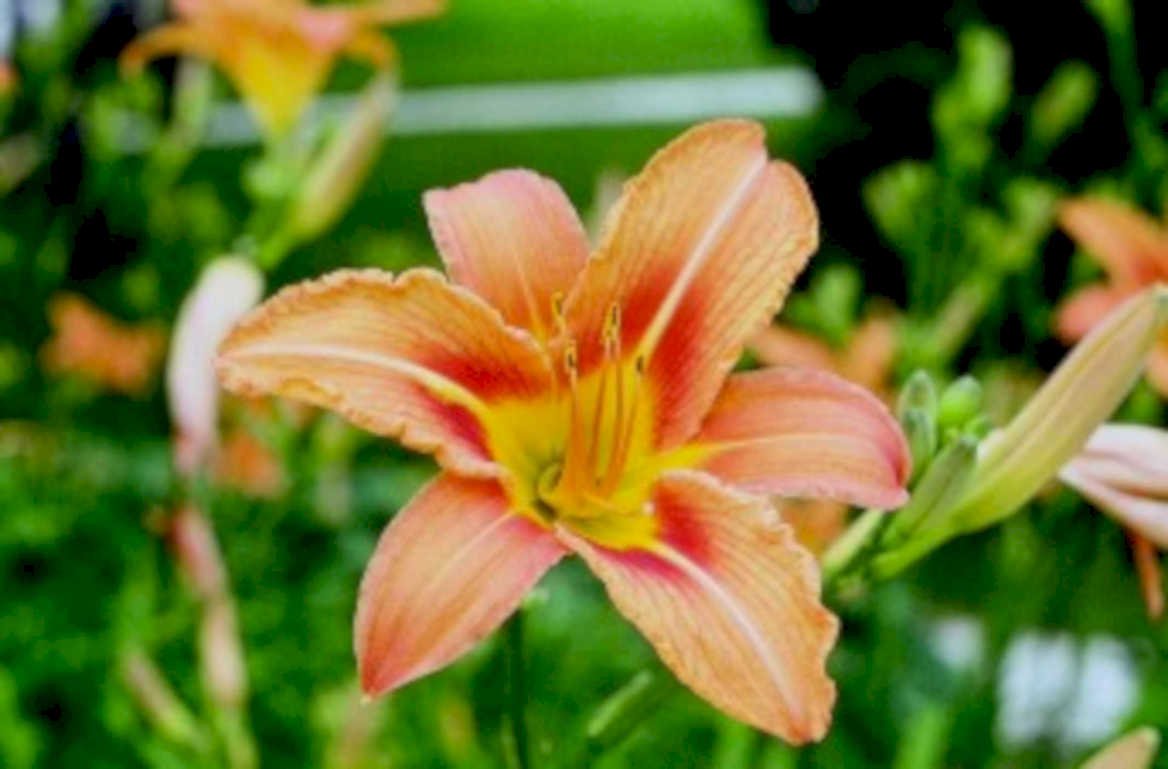 daylily flower bloom1980s 1990s A4 Photo Print