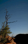 dead juniper sunset 1980s 1990s A4 Photo Print