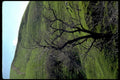 dead tree hillside1980s 1990s A4 Photo Print