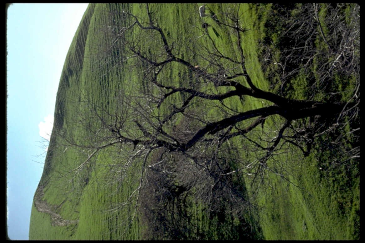 dead tree hillside1980s 1990s A4 Photo Print