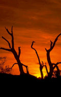 dead trees sunset 1980s 1990s A4 Photo Print